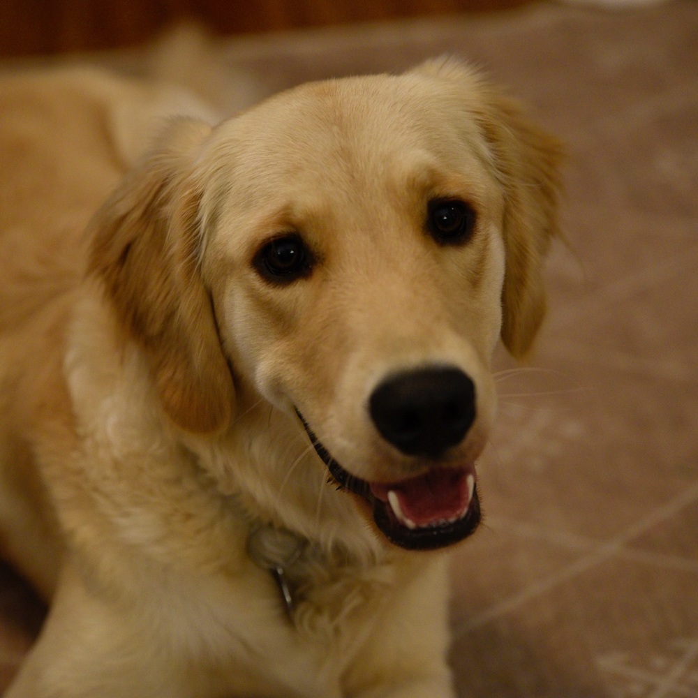 Meet your Posher, Taylor